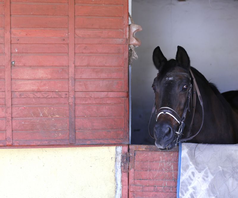 Decorative Door Finishes